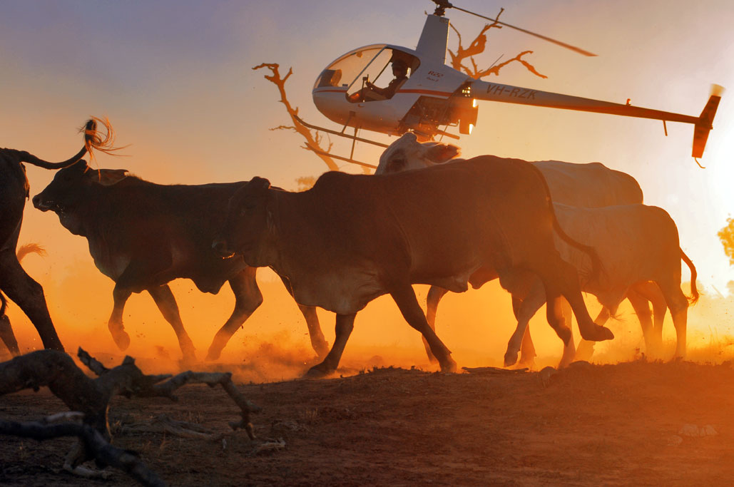 Helicopter mustering operation at sunset during task-specialist flight training